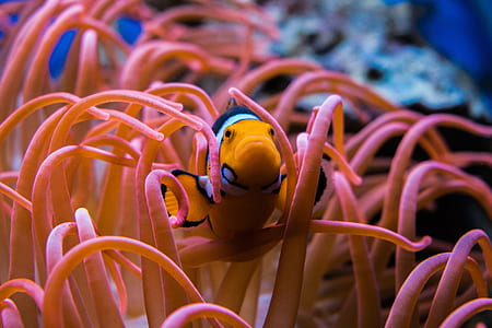 photography of clown fish on corrals thumbnail
