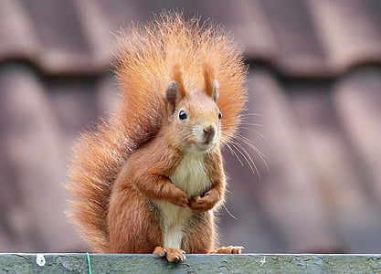 shallow focus photography brown squirrel thumbnail