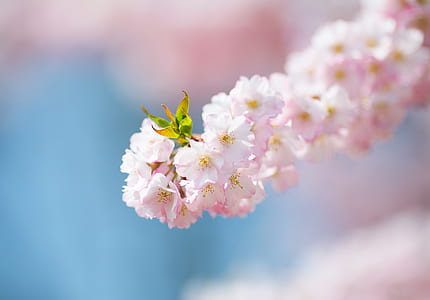 Cherry Blossom flowers thumbnail