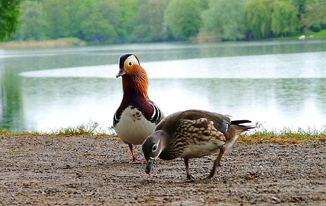 two ducks walking in front of grey body of water during daytime thumbnail
