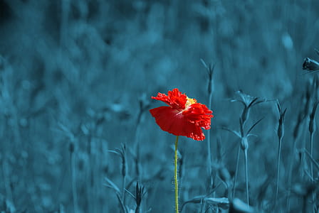 selective color photography of red flower thumbnail