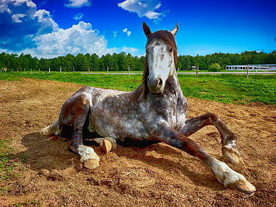 brown, white, and gray horse \ thumbnail