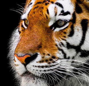 shallow photo of a tiger thumbnail