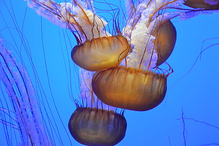 ocean, underwater, jellyfish, jellyfishes thumbnail