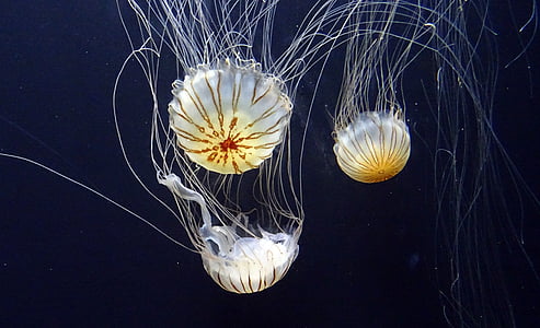 white jellyfish on body of water thumbnail