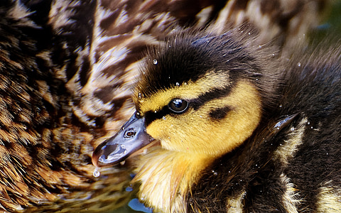 closeup photography of yellow and black duckling thumbnail