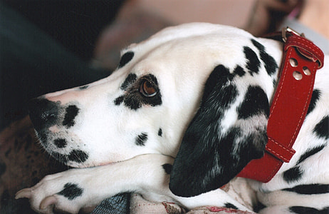 selective focus photography of Dalmatian dog wearing red leather collar lying thumbnail