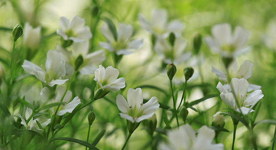 field of white petaled flower thumbnail