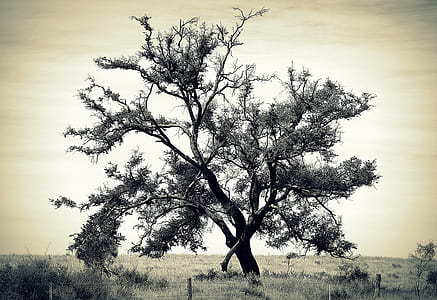 white leafed tree thumbnail