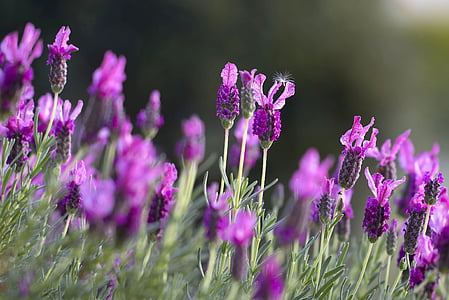 French lavender field closeup photo thumbnail
