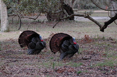 two gray and brown turkey thumbnail