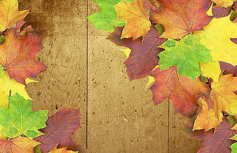 maple leaves on brown parquet thumbnail