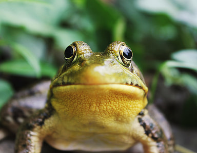 green and yellow frog closeup photography thumbnail