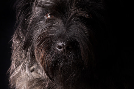 adult black and gray Lhasa apso thumbnail