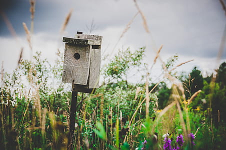 Selective Focus Photography of Gray Wooden Pedestal Birdhouse thumbnail