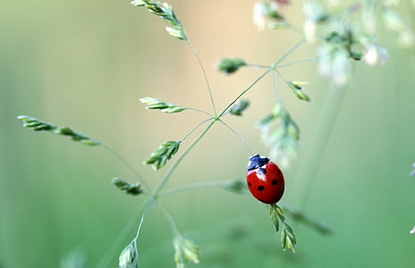 shallow focus photography of ladybird thumbnail