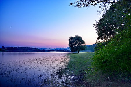 green trees and body of water thumbnail