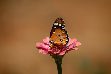 plain tiger butterfly on pink flower thumbnail