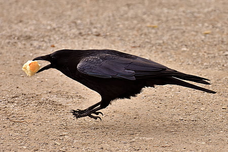 black crow biting bread thumbnail