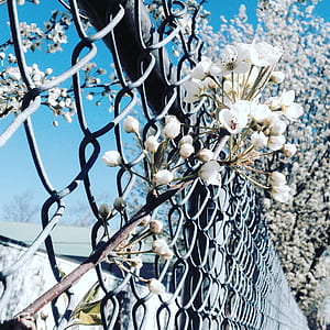 nature, flowers, petals, blur thumbnail
