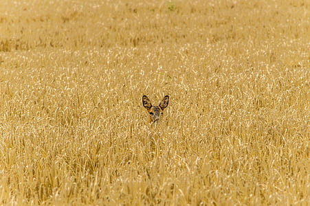 brown animal on brown grasses thumbnail
