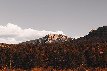 trees under mountaines thumbnail