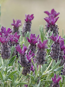 Lavender, Lavandula Officinalis thumbnail