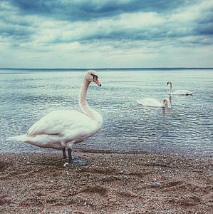 white swans swimming on body of water during daytime thumbnail