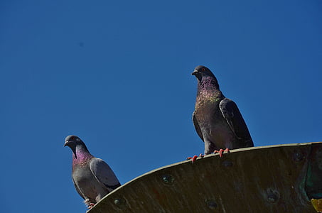 photography of two gray pigeons thumbnail