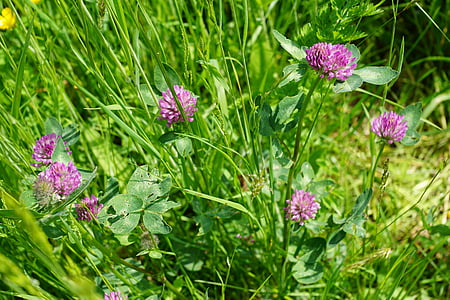 pink petaled flowers thumbnail