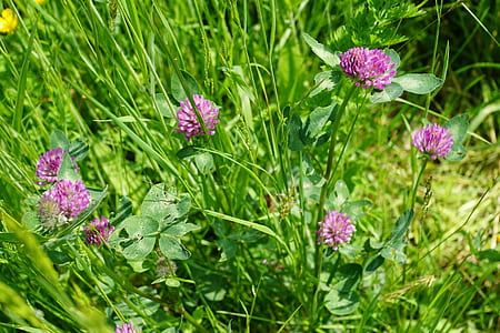 purple flowers during daytime thumbnail