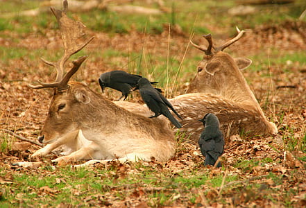 crows on top of deer thumbnail