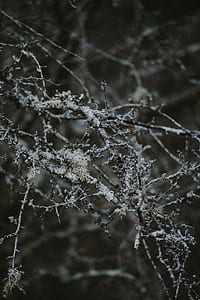 black tree branch covered in snow thumbnail