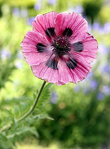 closeup photography of pink poppy flower thumbnail