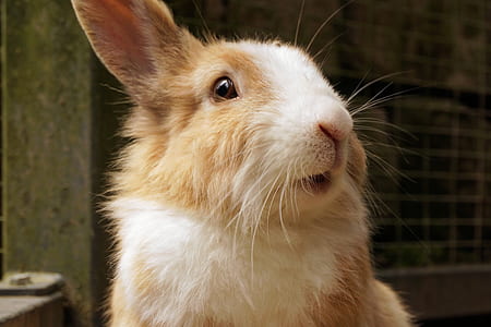 white and brown hare thumbnail
