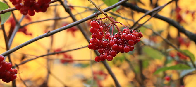 macro photography of red cherries thumbnail