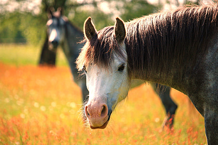 shallow focus photography of brown and white horse thumbnail