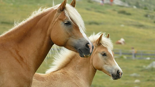 two brown horses thumbnail