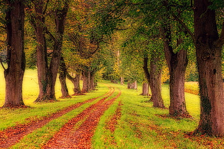green forest near road thumbnail