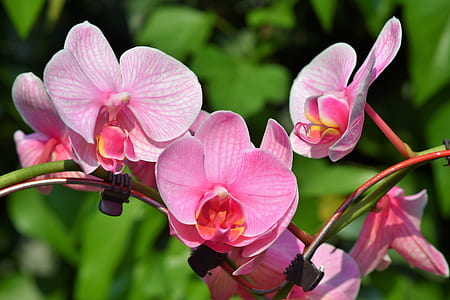 closeup photo of cherry blossoms thumbnail