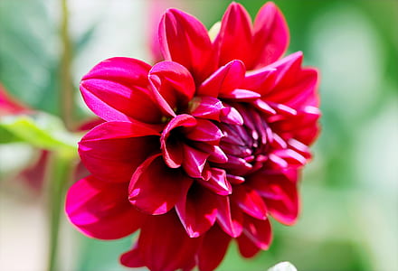 Selective Focus Photography of Red Dahlia Flower thumbnail