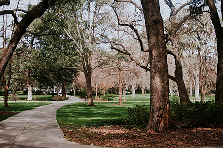 asphalt road between of grass lawn with bare trees during daytime thumbnail