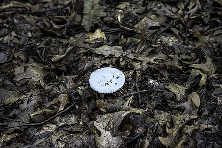Mushroom in the Debris at Cayuhoga Valley National Park, Ohio thumbnail