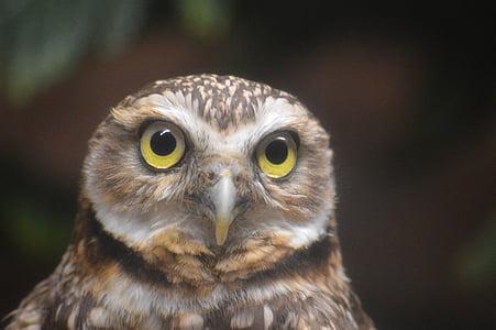 gray and white owl thumbnail