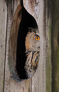 close-up photography of great horned-owl thumbnail