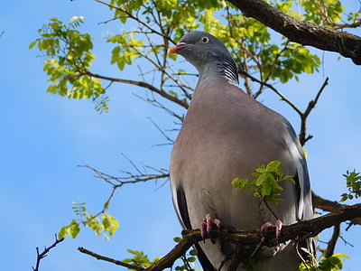 gray pigeon on tree branch thumbnail