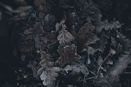 dried leaves during daytime thumbnail