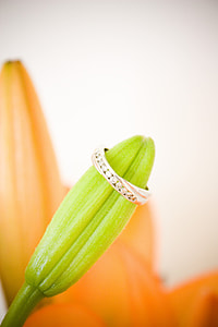 green flower bud with silver-colored ring thumbnail
