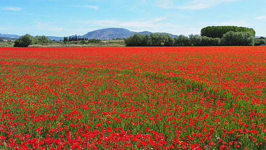 red flower field during daytime thumbnail