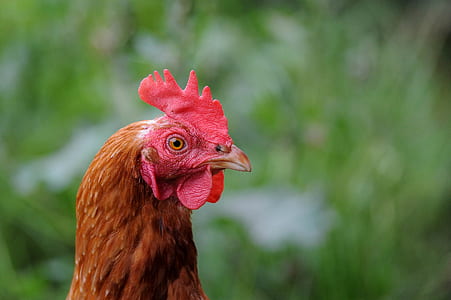 orange and red rooster thumbnail